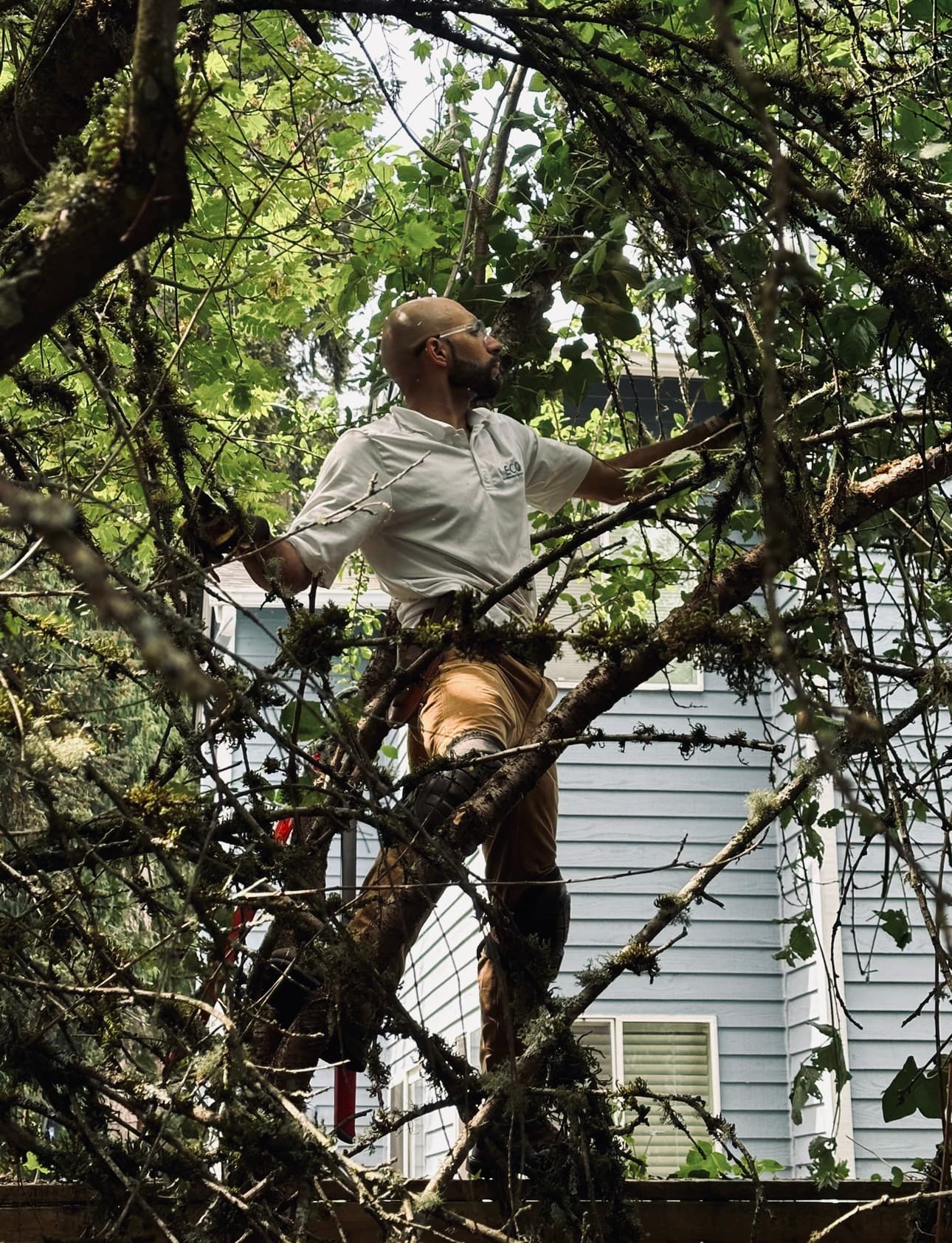 Nas Alalawi up in the canopy of a tree, pruning branches beside a pale blue house.